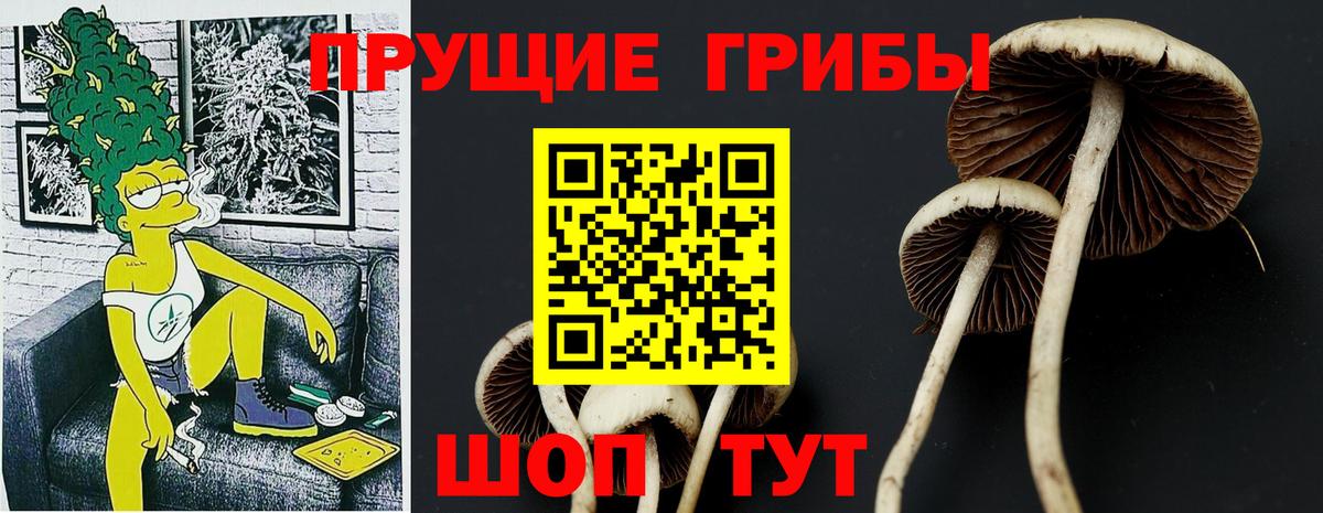 Псилоцибиновые грибы мицелий Нижний Новгород